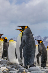 Wall Mural - pair of king penguins standing close with others in south georgia