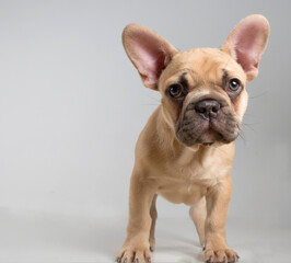  Portrait of a french bulldog puppy on a white background.
