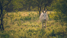 Friendly White Mule