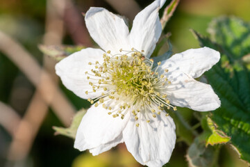 Close up of a white bramble (rubus fruticosus) flower