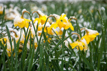 Daffodills At The Oregon State Capitol Mall In Salem After A Late Spring Snow Storm.