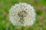 Fototapeta Dmuchawce - Closeup of a single dandelion in a grassy meadow on a beautiful summer day