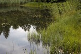 Fototapeta Na ścianę - lake in the forest