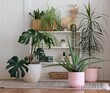 Group of potted indoor house plants with aloe vera monstera plant and small cactus