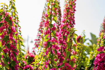 Wall Mural - Fuchsia bougainvillea from the garden on a sunny day in southern Spain