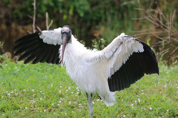 Poster - a wood stork