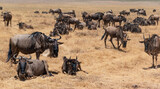 Fototapeta Sawanna - Wildebeests at Ngorongoro, Tanzania