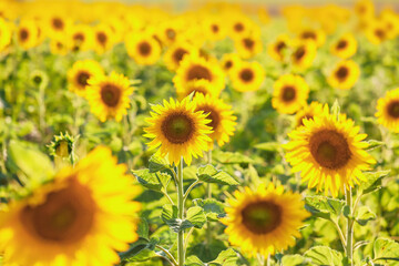 Beautiful sunflower field on summer day