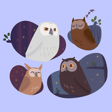 Night Owl Collection