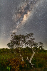 Wall Mural - Milky Way rising a Tree