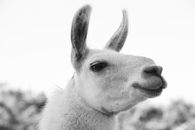 Head Of Adult Lama In Black And White With Ears Pointing Forward 