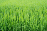 Fototapeta  - 稲の畑
