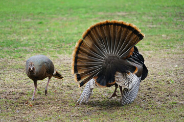 Wall Mural - male turkey and female turkey on the meadow