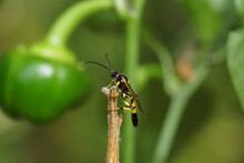 Male Parasitic Wasp Ichneumon Xanthorius Family Ichneumon Wasps Or Ichneumonids (Ichneumonidae) With A Blurry Green Pepper In The Background.  JulySummer In A Dutch Garden. 