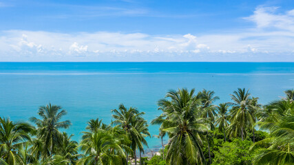 Wall Mural - aerial drone shot of beautiful green coconut trees and crystal clear sea water in summer, palm tree and ocean.