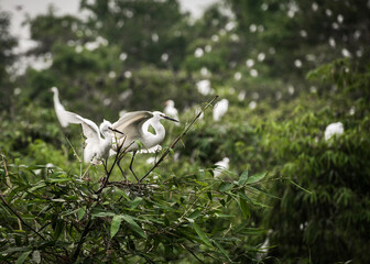 Wall Mural - White stork with young baby storks on the nest
