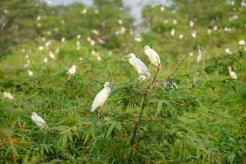 Wall Mural - White stork with young baby storks on the nest
