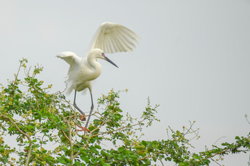 Wall Mural - White stork with young baby storks on the nest
