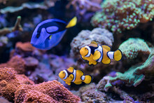 Paracanthurus Hepatus, Blue Tang, Amphiprion Percula , Red Sea Fish,  In Home Coral Reef Aquarium. Selective Focus.

