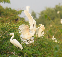 Wall Mural - White stork with young baby storks on the nest
