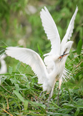 Wall Mural - White stork with young baby storks on the nest
