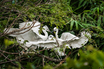 Wall Mural - White stork with young baby storks on the nest
