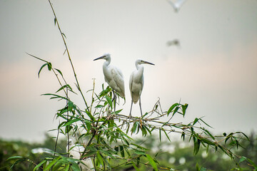 Wall Mural - White stork with young baby storks on the nest
