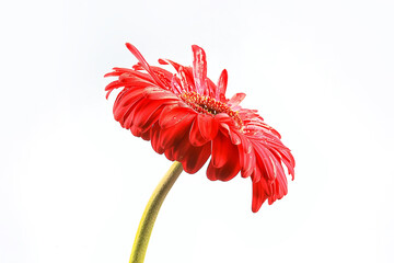 red gerbera flower / red beautiful summer flower, aroma smell concept