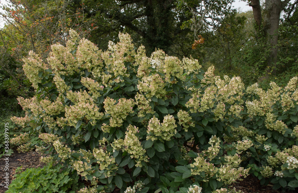 Autumn Flowering Cream Flowers of a Paniculate Hydrangea Shrub ...