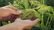 Close-up of hands, agronomist examines ripening millet in the field