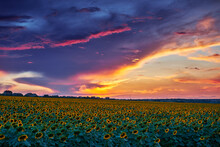 Sunflower Field In A Beautiful Sunset, Sunlight And Clouds