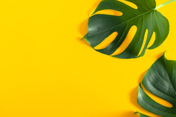 Wall Mural - Summer concept. Green leaves Monstera on yellow  background. Flat lay, top view, copy space 