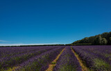 Fototapeta Lawenda - Lavender fields at Snowshill, Cotswolds Gloucestershire England UK