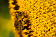 A bee bathed in sunflower pollen