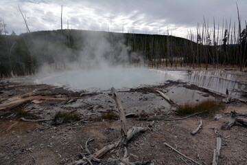 Scary futuristic landscape with geysers and charred fallen tree trunks  in Norris Geyser Basin  in Yellowstone  national park