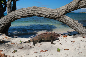 Iguana animal on the Caribbean beach near ocean with beautiful and clear water