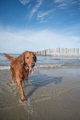 Wall Mural - Golden Retriever playing in the water on the beach