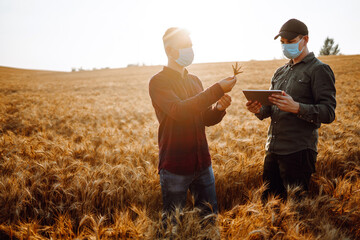 Two farmers in sterile medical masks with a tablet in their hands in a wheat field check the quality of the crop. Harvesting. Covid-2019.