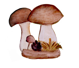 Composition of the mushroom family