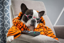 French Bulldog In Orange Tiger Bathrobe Sleep At  Tv On The Arm Chair With Remote Control