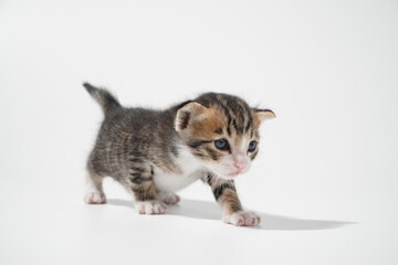 Tabby Cat kitten posing on white background tiger marble stripe