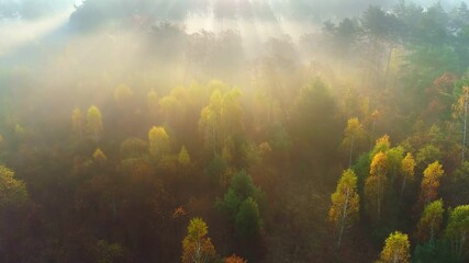 Aufkleber - Autumn colors. Aerial view of colorful autumn trees in the morning haze. Rays of the rising sun break through the branches of yellow autumn trees. Autumn forest, aerial shot