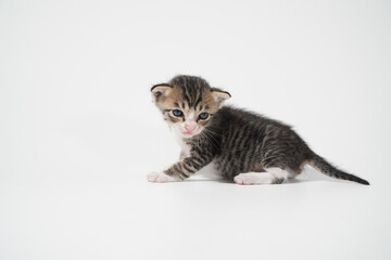 Tabby Cat kitten posing on white background tiger marble stripe