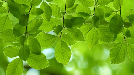 Aufkleber - Fresh green leaves on a tree sway in the wind. Elegant green background of green leaves and bokeh. UHD 4K