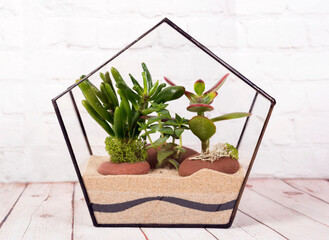 Geometric florarium with succulent plants.