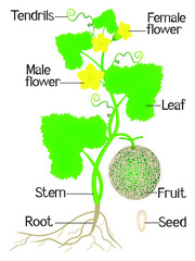 Wall Mural - Part of cantaloupe melon plant on a white background.
