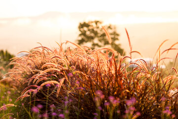 Wall Mural - Grass flowers with rim light effect at sunset. Flower grass and sunrise background in the morning. Grass flowers in the grass field in the sunlight .