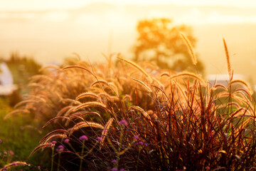 Wall Mural - Grass flowers with rim light effect at sunset. Flower grass and sunrise background in the morning. Grass flowers in the grass field in the sunlight .