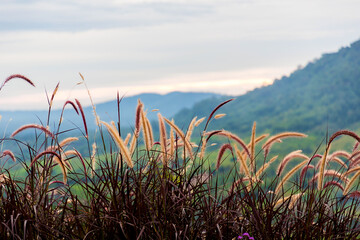 Wall Mural - Grass flowers with rim light effect at sunset. Flower grass and sunrise background in the morning. Grass flowers in the grass field in the sunlight .