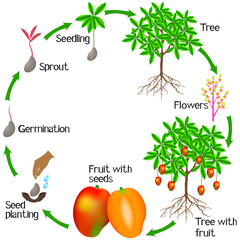 Cycle of a mango plant growth isolated on white background.